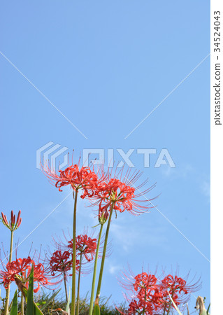 Higanbana Blue sky 34524043