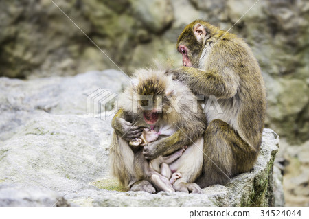 Monkey family 34524044