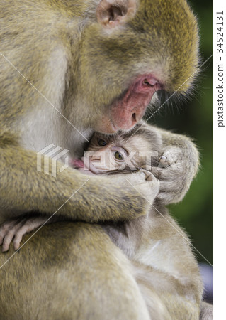 Parent and child of monkey 34524131