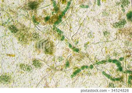 生物模式 34524826