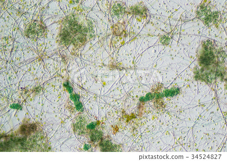 生物模式 34524827