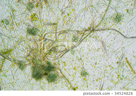 生物模式 34524828