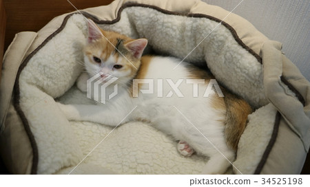 Bedtime cat 34525198