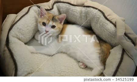 A cat looking up 34525199