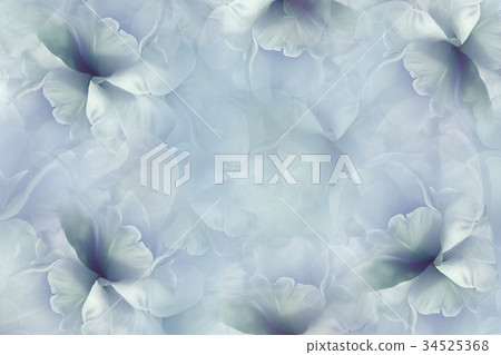 Flowers blue background .Turquoise petals tulip. Flowers blue background .Turquoise petals tulip. 34525368