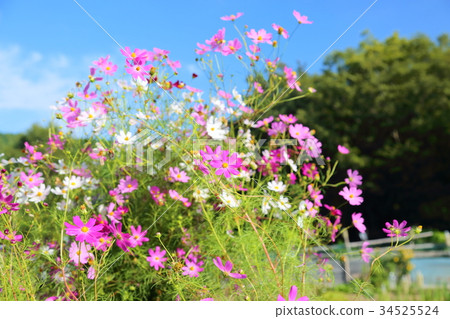 Cosmos flowers Cosmos flowers 34525524