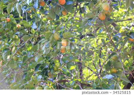 Persimmon nuts 34525815