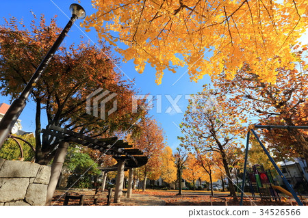 足立區,在飛來公園的秋天的Towa 足立區,在飛來公園的秋天的Towa 34526566