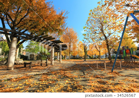 足立區，在飛來公園的秋天的Towa 34526567