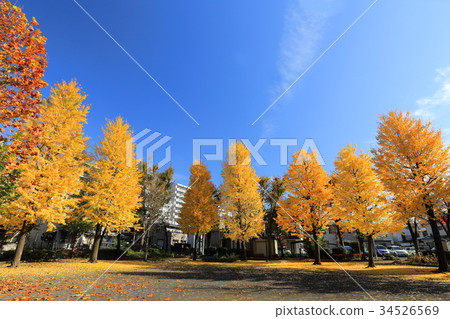 足立區Towa Shibata(Hieda)公園 足立區Towa Shibata(Hieda)公園 34526569