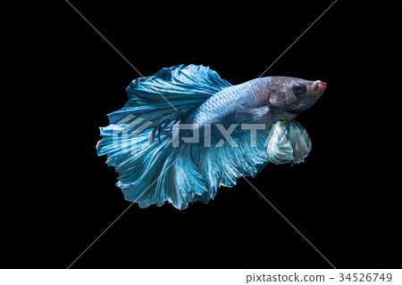 Emotion of blue fighting fish isolated on black Emotion of blue fighting fish isolated on black 34526749