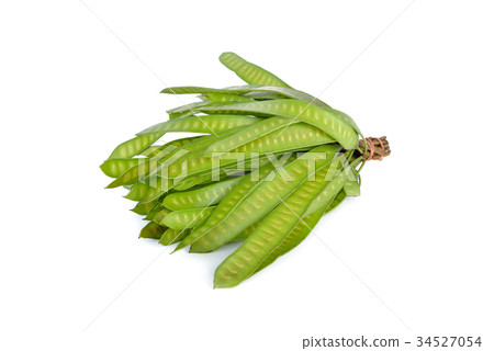 fresh leucaena pods with stem on white background fresh leucaena pods with stem on white background 34527054