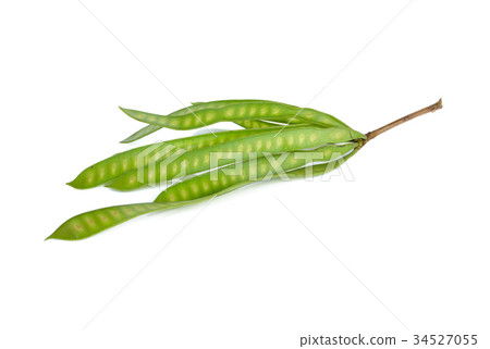 fresh leucaena pods with stem on white background 34527055