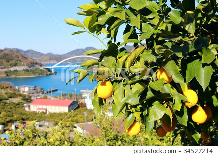 Setonai lemon 34527214