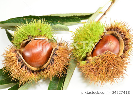 Chestnut that got into Chestnut that got into 34527418