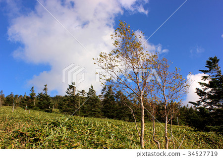 Kashihara of Kita Yatsugatake (3) 34527719