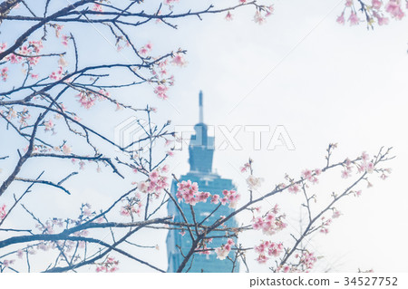 Taipei 101 building cherry blossom sky spring city architecture 34527752