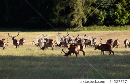Large Herd of Elks Grazing on a Meadow 34527757