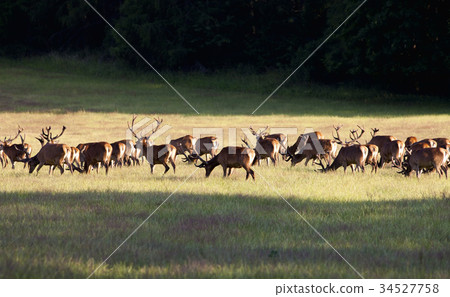 Large Herd of Elks Grazing on a Meadow 34527758