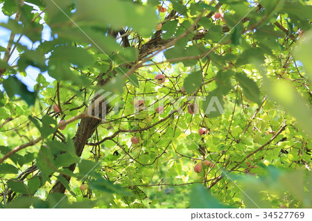 阿克維水果 34527769