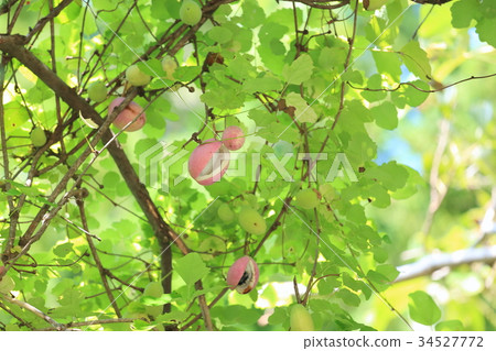 Akebi fruit Akebi fruit 34527772