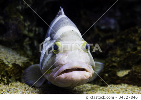 Coote aohata Coote aohata 34527840