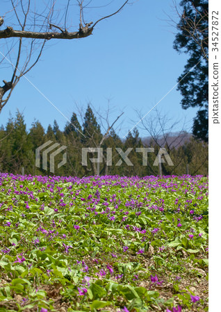 Katakuri Katakuri 34527872