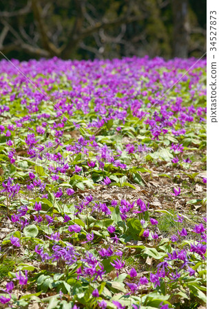 Katakuri Katakuri 34527873