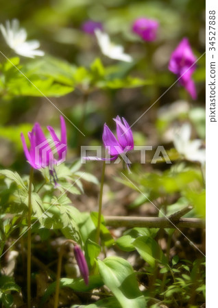 Katakuri Katakuri 34527888