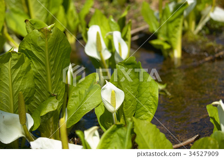 水芭蕉 图库照片