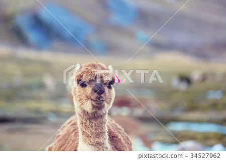 Alpaca 34527962