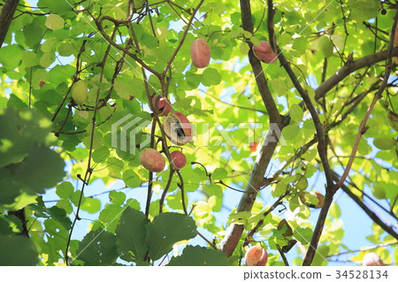 Akebi fruit Akebi fruit 34528134