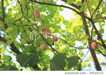 Akebi fruit Akebi fruit 34528137