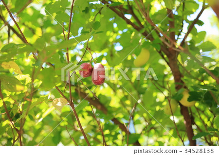 Akebi fruit Akebi fruit 34528138