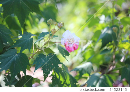 Swiftfish花 34528143