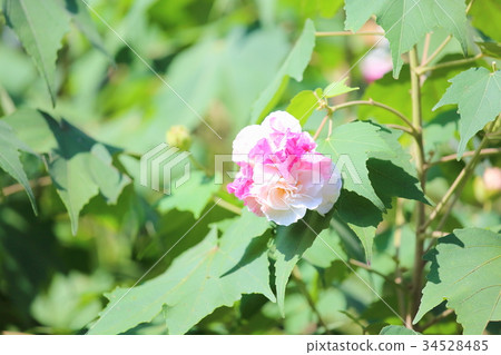 Swiftfish花 Swiftfish花 34528485