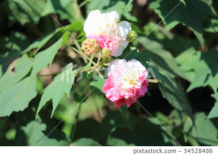 Swiftfish花 Swiftfish花 34528486