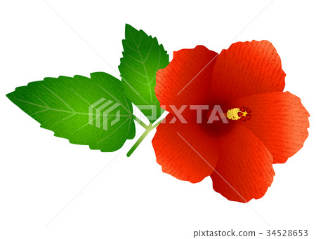 芙蓉(紅色) 芙蓉(紅色) 34528653