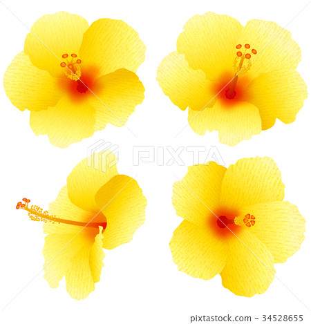 Hibiscus (yellow) Hibiscus (yellow) 34528655