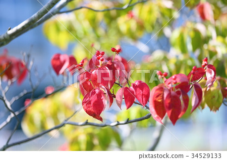 Red dogwood Red dogwood 34529133