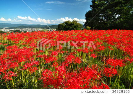 群集孤挺花 群集孤挺花 34529165