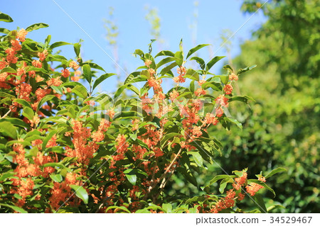 Osmanthus flower 34529467