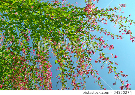 Bush clover 34530274