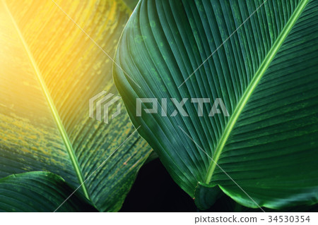 banana leaf texture nature green background banana leaf texture nature green background 34530354