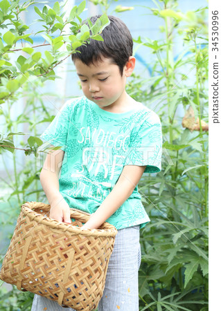 Blueberry picking experience 34530996