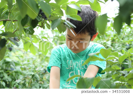藍莓採摘經驗 藍莓採摘經驗 34531008