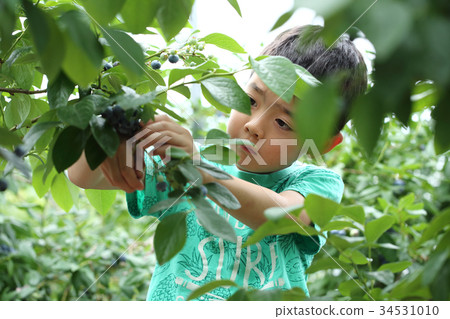 藍莓採摘經驗 藍莓採摘經驗 34531010