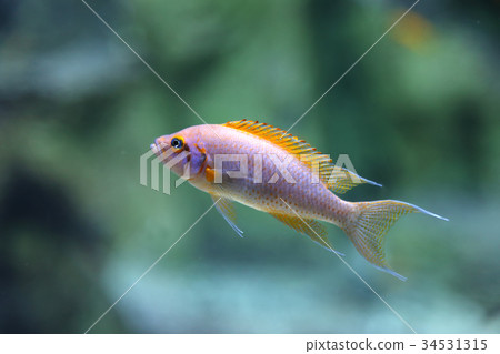 Wild fish in a huge beautiful aquarium Wild fish in a huge beautiful aquarium 34531315