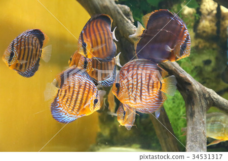Wild fish in a huge beautiful aquarium Wild fish in a huge beautiful aquarium 34531317