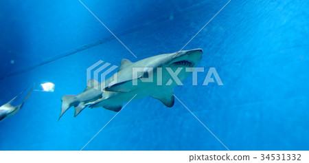 Wild fish in a huge beautiful aquarium Wild fish in a huge beautiful aquarium 34531332